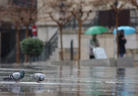 DOVES DRINKING RAIN WATER AND EATING BREAD, between umbrella AND RAIN Stock Photos