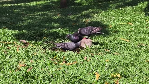 Doves drinking water droplets in the grass garden (1) Stock Footage 321038846