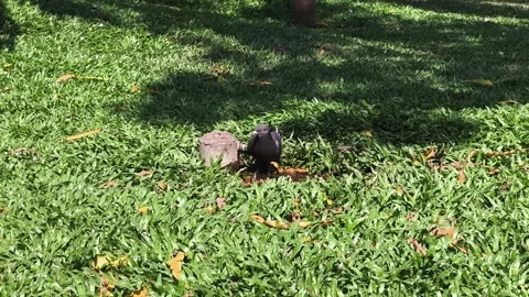 Doves drinking water droplets in the grass park (2) Stock Footage 324880146