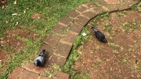 Doves eating corn on the ground Stock Footage 309843881
