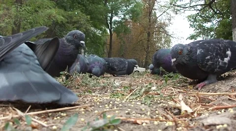 Doves eating in front of a camera.  Stock Footage 56845330
