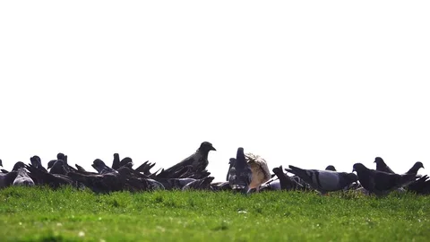 Doves feeding on the grass Stock Footage 117793054
