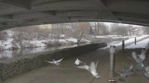 Doves Flies Up From The Ground Under The Bridge Slow Motion Pedestrian Pavement Stock Footage 59751962