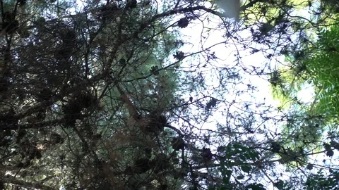 Doves fllying Stock Footage 78916359