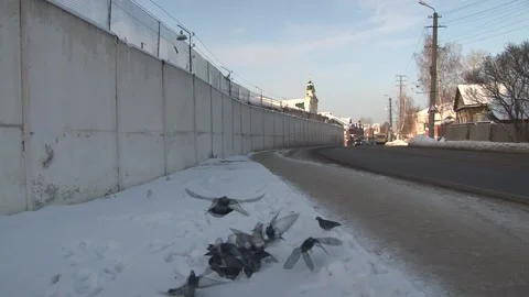 Doves flock to devour. Stock Footage 146748770