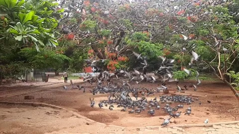 Doves flock in a Park Video stock 198675278