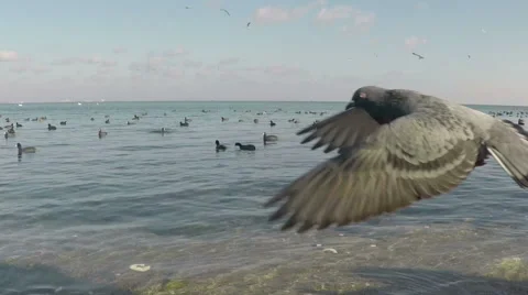 Doves flock in sky Stock Footage 61631185