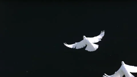 Doves fly against black background, slow motion Stock Footage