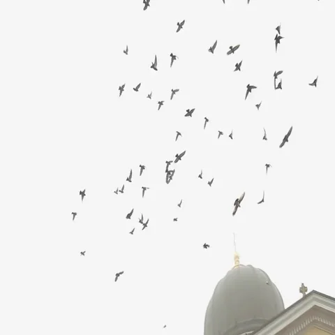 Doves fly and sit on orthodox church facade at foggy town square in Odessa, ua Stock-Footage 69484434