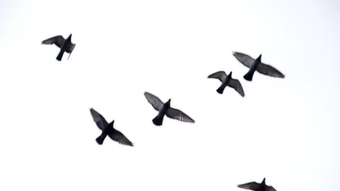 Doves Fly Over Your Head HD Stock Footage 246321206