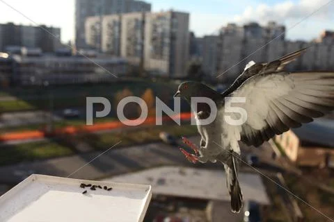 Doves fly Stock Photos