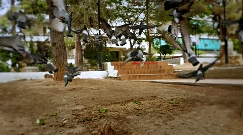 Doves fly in super slow motion Stock Footage 51940490