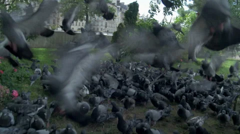 Doves flying away Stock Footage 41548052