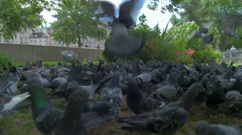 Doves flying away, Paris 스톡 동영상 41548036
