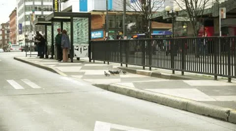 Doves flying Stock Footage 10732479