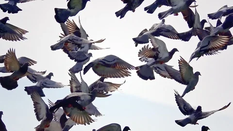 Doves Flying Stock Footage 117795173