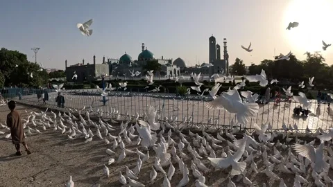 Doves Flying in Front of Blue Mosque, Mazar-i-Sharif, Afghanistan Stock Footage 339303225