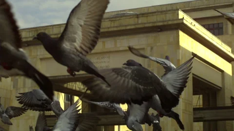 Doves flying in front of palace of justice in bogota colombia Stock Footage