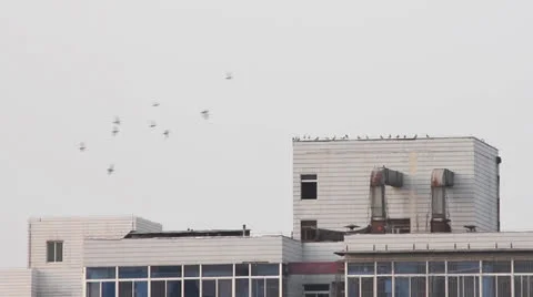 Doves flying over city Stock Footage 24773373