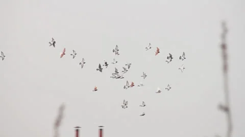 Doves flying over city Stock Footage 24773474
