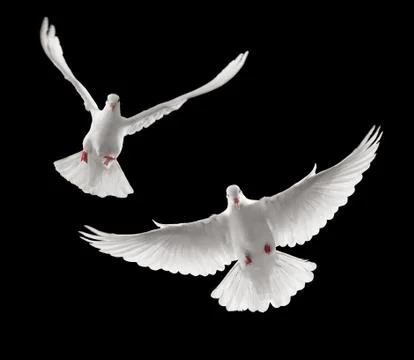 Doves flying Stock Photos