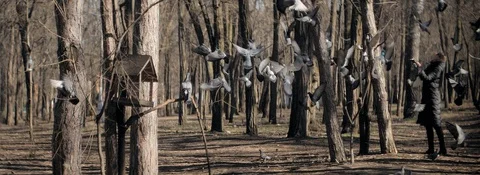 Doves flying slow motion anamorphic in the park Stock Footage 129291442