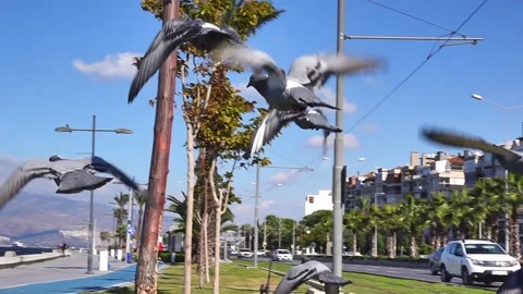 Doves Flying, slow motion. Stock Footage 142769026