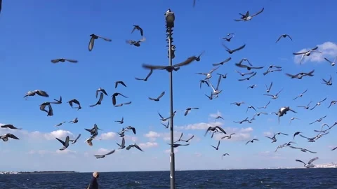 Doves Flying, slow motion. Stock Footage 142769977