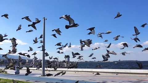 Doves Flying, slow motion. Stock Footage 142770488
