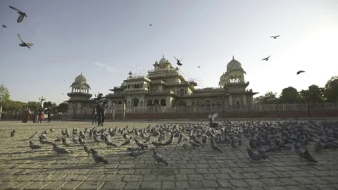 Doves flying in a temple Stock Footage 82315424
