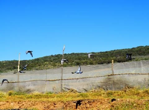Doves flys Stock Photos