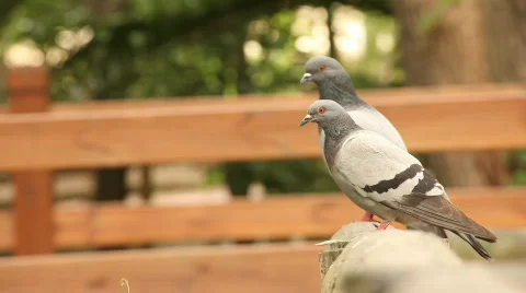 Doves 스톡 동영상 731085