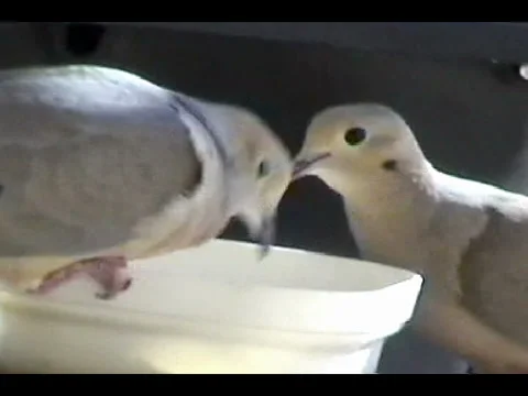 Doves Video stock 924967