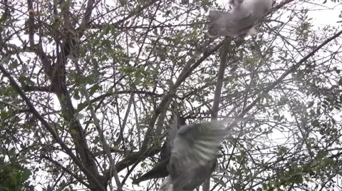 Doves Stock-Footage 2356770