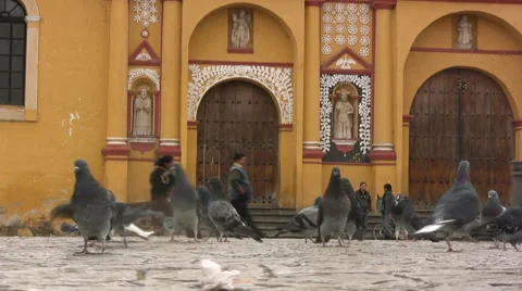 Doves Stock-Footage 2966293