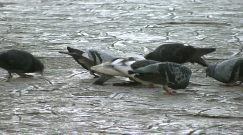 Doves Stock-Footage 3395217