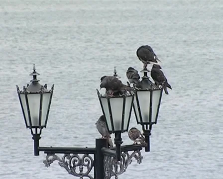 DOVES Stock Footage 8688088