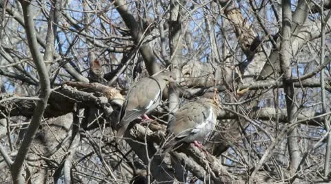 Doves Video stock 10720947