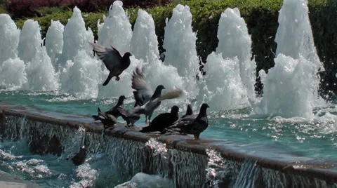 DOVES Stock Footage 33371553