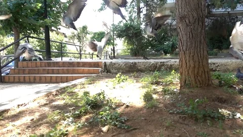 Doves Stock Footage 78936542