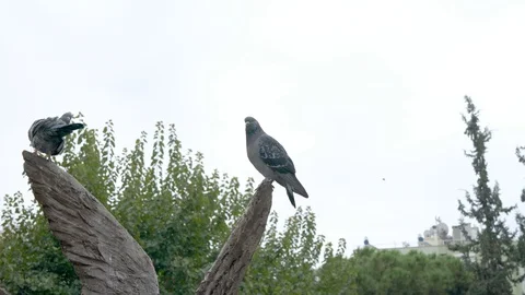 Doves  Stock Footage 97180409