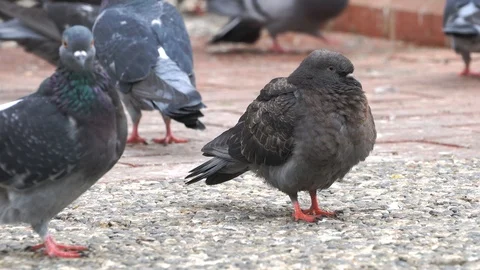 Doves  Stock Footage 98199522