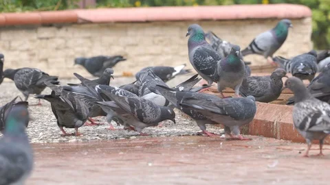 Doves Stock Footage 98199570