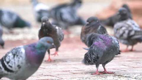 Doves Stock Footage 98200088