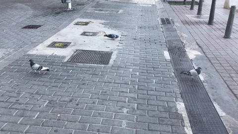 The doves Stock Footage 128132235