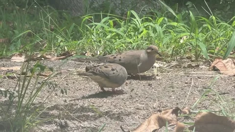 Doves foraging on the ground 스톡 동영상 172335757
