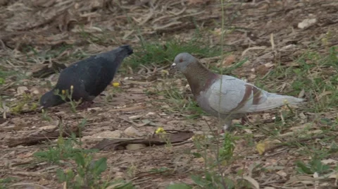Doves in the grass Stock Footage 45603883