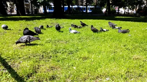 Doves Graze On The Grass Stock-Footage 111407988