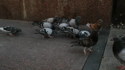 Doves on the ground Vidéo 8847990