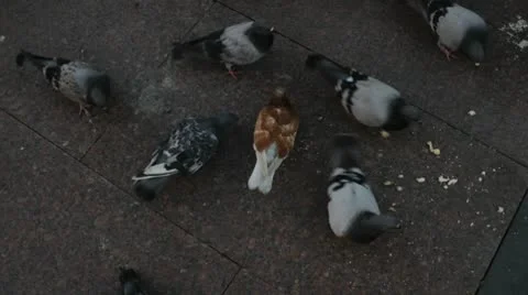 Doves on the ground Stock Footage 8848033